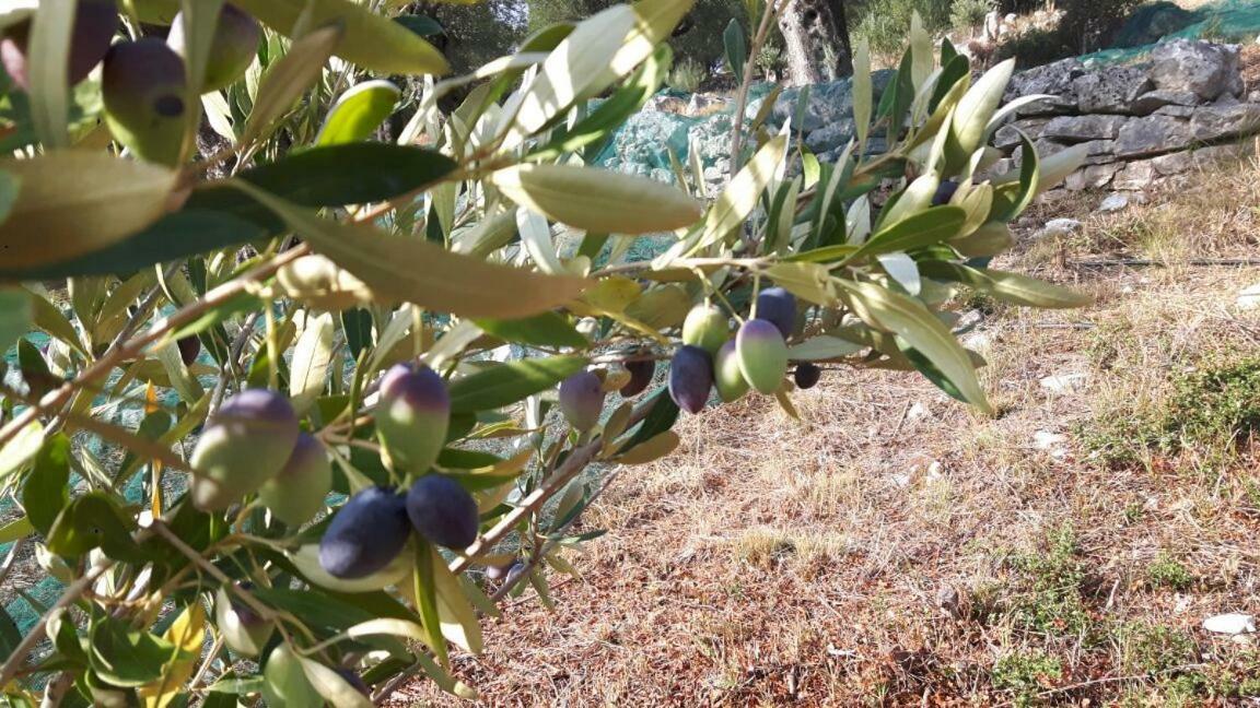 The Olive Grove House Villa Kassiopi Exteriör bild